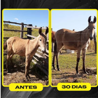 Kit Suplemento Cavalo Forte 1kg Super Premium + 1kg Crescimento + 1kg Casco e Pelo