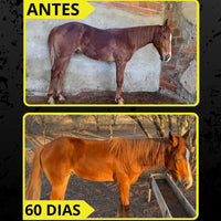 Kit Suplemento Cavalo Forte 2Kg Cavalo Forte Premium + 2Kg Crescimento 1kg cada